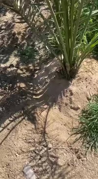 الهيوماك السلوفاكي • سماد عضوي • بغداد اليوسفية