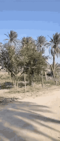 البكرلي • ١٤٠٠م • مزروع بنخيل