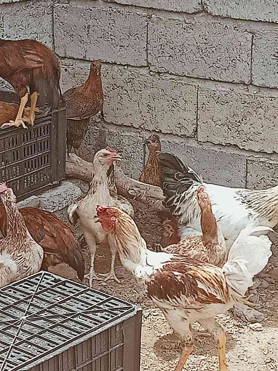 دجاج عرب للبيع ديوكه 20ديج لسعن زغار بس خوش ديوكه
***********
