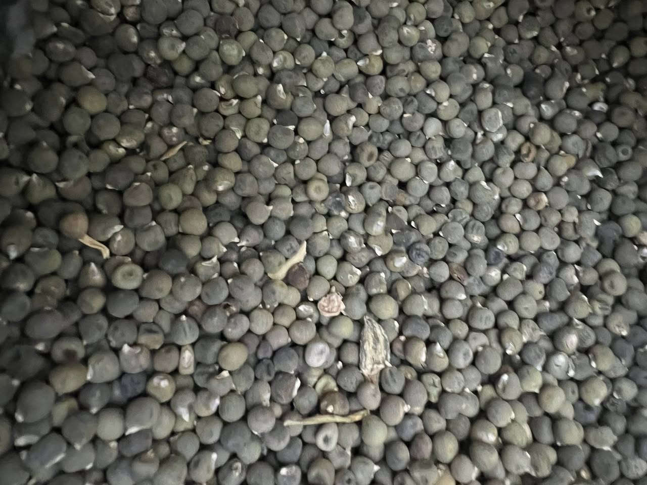 #متوفر_بذور_بانيا_فرنسية_درجه_اولى

باسعار مناسبه جدا 

جمله _ مفرد 

المكان : ذي قار _ الفجر _ مقابل اسواق نصير خشان 

للاستفسار
 
***********
