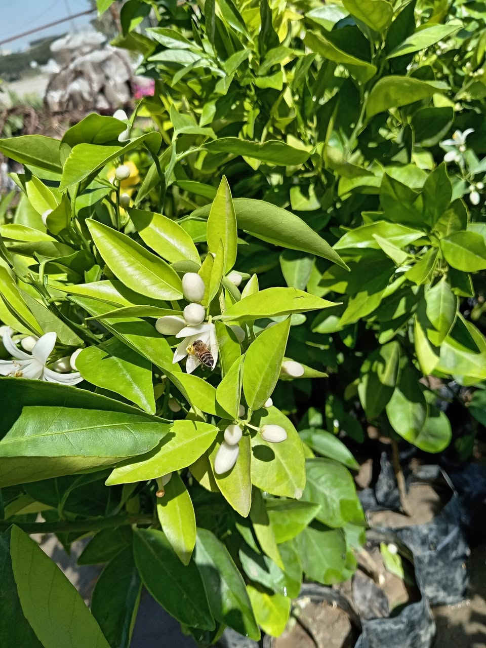 #ياعلي بفضل الله تم وصول وجبه من الحمضيات بأسعار جدا مناسبه للحجز والاستفسار مراسله الصفحه او الاتصال على الرقم التالي :
***********
