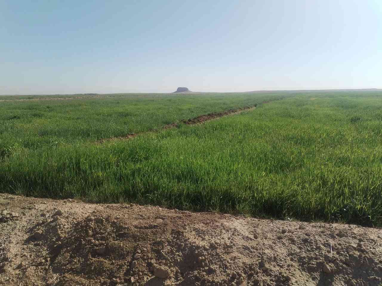 دغل للبيع ٦٠ دونم مسكي رشنين قرب تلت عنتر بن شداد سعر 5 ملاين ***********
