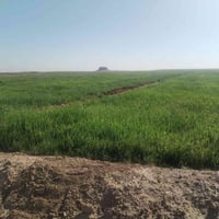 دغل • ٦٠ دونم • قرب تلت عنتر بن شداد