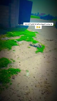 نيهولند • ٢٠١٧ • كركوك الحويجه