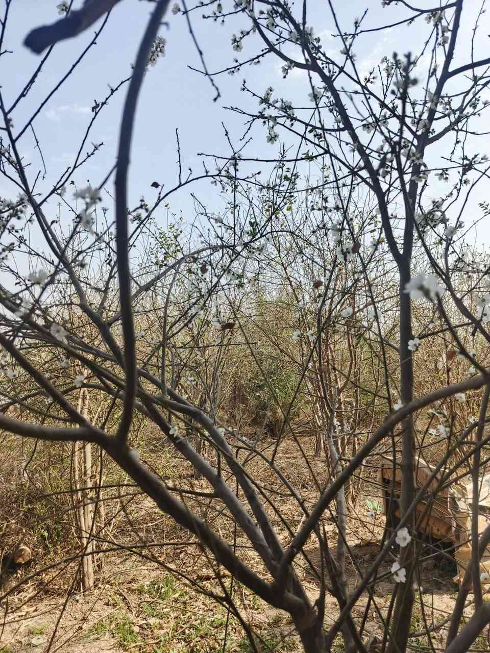 سلام عليكم للبيع 1000 متر واجه 25 نزال 40 بغداد الراشدية قرية العراكنة تبعد عن ناحية  ساعة وعن شارع العام طريق بغداد كركوك كيلو كهرباء ماء سقي ماء اساله تصلح سكن او مزرعة تحويل مباشر بسم المشتري وليس قرار محكمه سعر 60 وبي مجال جدا بصيط ***********
