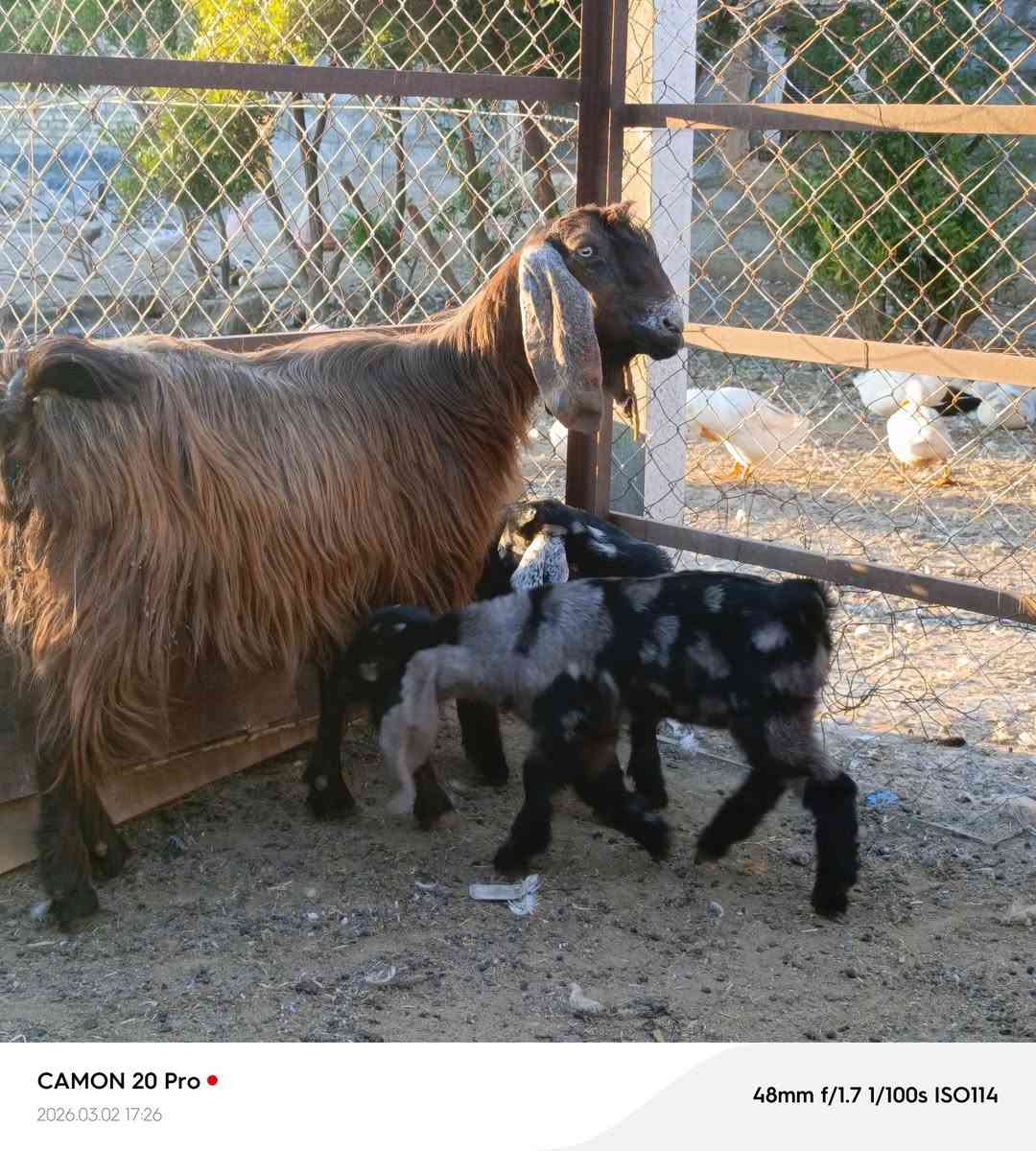 صخله شاميه دراجه اولى جواها توم نثيه وفحل ثالث بطن  مكاني بغداد التاجي ماعندي توصيل رقم
***********
***********واتساب 
***********
