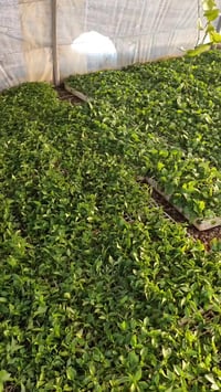 شتلات باذنجان • فلفل بارد • فلفل حار