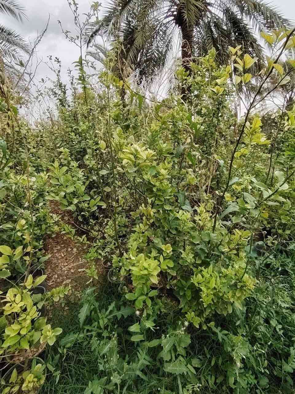 السلام عليكم  اليحتاج شتل برتقال رارنجي ليمون كل الحجام موجوده ان شاءالله غدآ عندابوسفيان وسعرة مناسب في قرية الربيضه مقابيل مدرسة سومر من الساعه 1:00 ضهرآوحته الساعه 7:00 مساء أتصلو*********** أبو سفيان وحياكم الله
