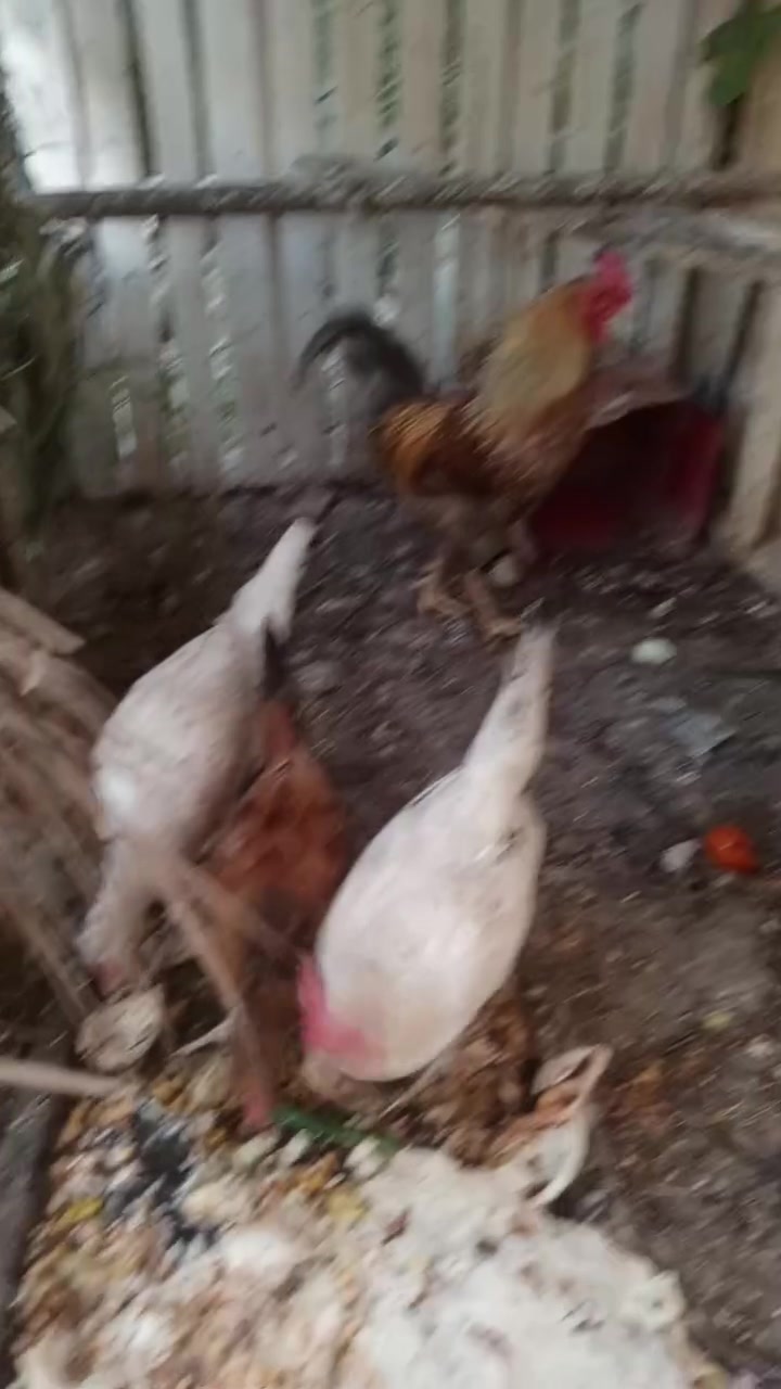 3دجاجات وديج شمسي وديج فروج مكان شجيريه سعر خاص


**إذا كنت صاحب هذا الإعلان وتريد حذفه لأي سبب، رجاءا أرسل رسالة إلى الدعم الفني**