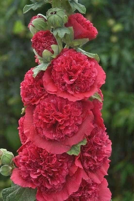 هاوڕێیان ئەم تۆوەم هه یە سەت لەسەت خۆیەتی کێدەیەوێ حجزدادەنێم


**إذا كنت صاحب هذا الإعلان وتريد حذفه لأي سبب، رجاءا أرسل رسالة إلى الدعم الفني**