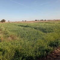 أرض زراعية • ٢ دونم • كهرباء