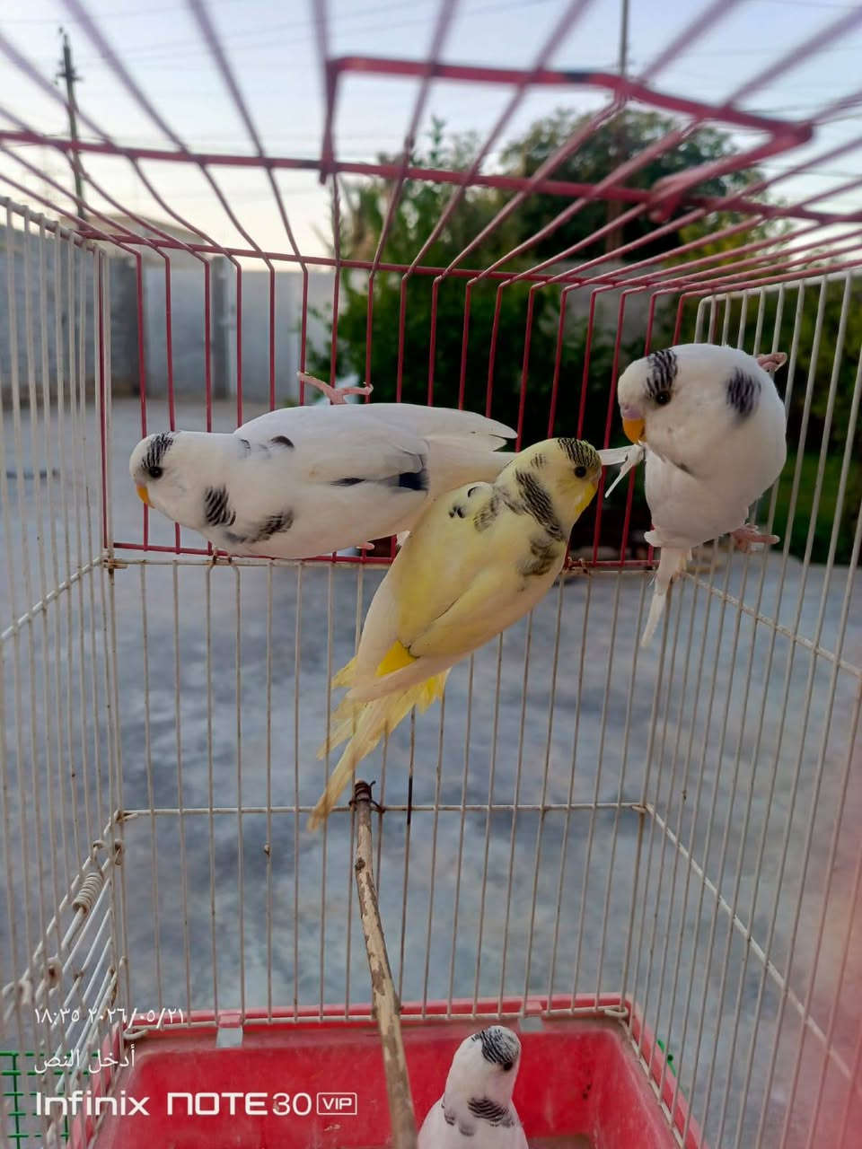 سلام عليكم لعدد11 سعرهن مناسب


**إذا كنت صاحب هذا الإعلان وتريد حذفه لأي سبب، رجاءا أرسل رسالة إلى الدعم الفني**