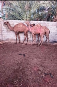 ياالله حيران البيع اسمان كلش ٢ابكار وكعود شرط الصحاه 07812411824