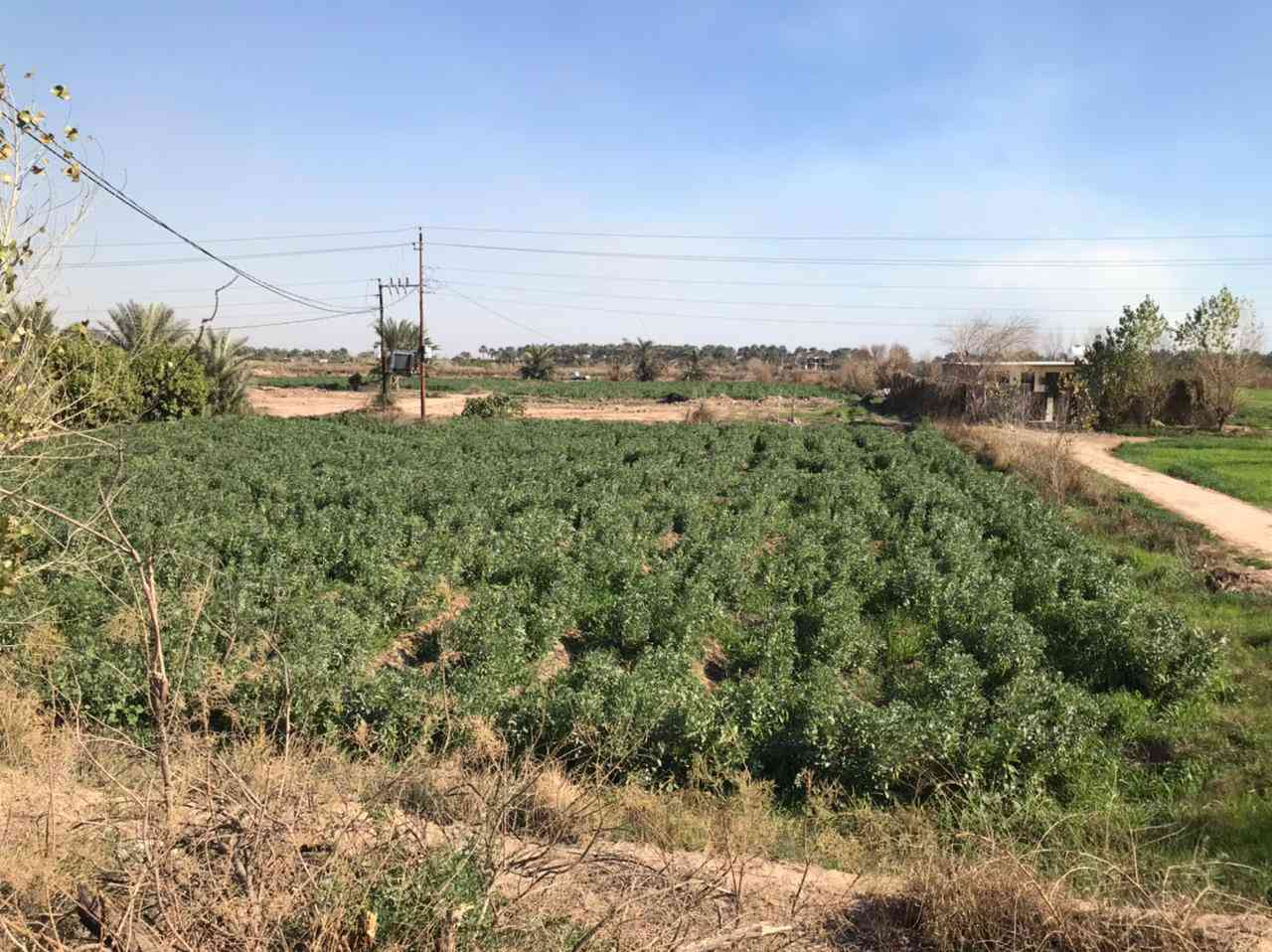 السلام عليكم توجد ارض للبيع توجد كل الخدمات بها ماي السقي وماي رساله وكهرباء وتبليط وتحتوي على بيتين العنوان واسط قضاء العزيزيه الدير الادنى الاستفسار على هذا الرقم ***********  ***********
