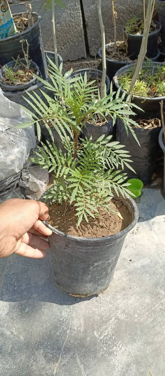 زرع للبيع بسعار مناسبه جدا زرع بيت
⚠️نتران سنادين زغار لعدد ١٦وياهن اقحوان وورد القديفه  
٥٠٠دينار سندانه 
⚠️ورد القديفه الحولي القطمر يضل ع طول سنه مزهر حجم سندانه كبير ومسمد وجاهز وبدايه تزهير سندانه كبيره الفين 
العدد ٣ب٥
⚠️ريحان عطري كويتي لعدد ٢ قطعه بالف 
⚠️ابو خنجر لاتيني دايه بيه اكثر من شتله بلف 
⚠️نتران حجم كبير امايات تعال وكاثر منهن قطعه بالفين خشنات 
⭕الماعده يجي ياخذ بلاش 
مكاني البصرة زبير


**إذا كنت صاحب هذا الإعلان وتريد حذفه لأي سبب، رجاءا أرسل رسالة إلى الدعم الفني**