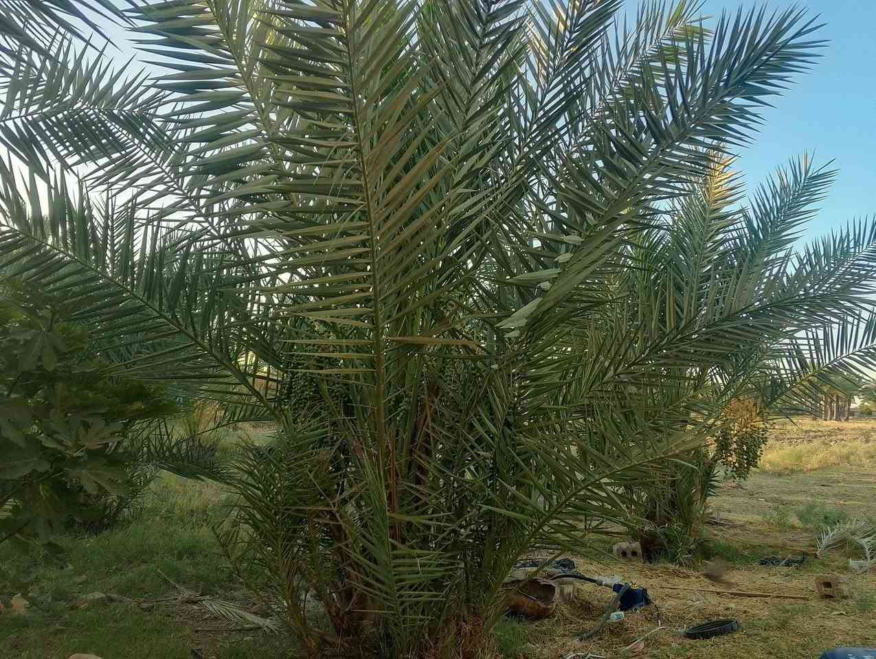 السلام عليكم سبع دوانم ونص كافة الخدمات مي كهرباء مولد تبليط موقعه حله ابوغرق خلف مجمع الكوثر السكني طابو سند 25 بأسمي يتوفر فيها بيت متوسط للسكن وتحتوي على مايقارب 150 نخله


**إذا كنت صاحب هذا الإعلان وتريد حذفه لأي سبب، رجاءا أرسل رسالة إلى الدعم الفني**