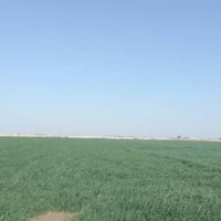 أم الكطا • ٣٠ دونم • أرض زراعية