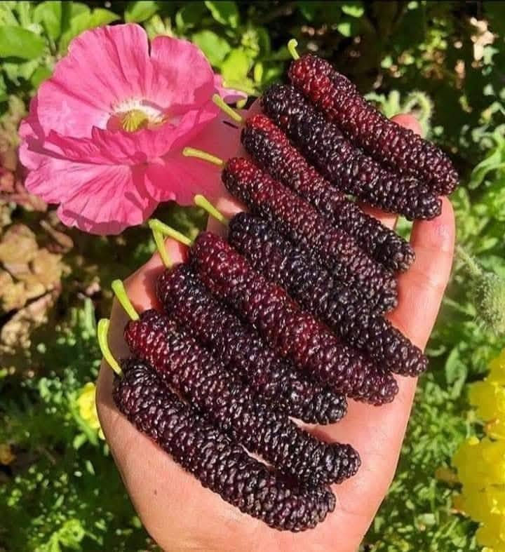 اللهم صل على محمد وآل محمد…
مشتل فدك 
يتوفر في مشاتلنا كافة انواع الاشجار الزينه والمثمره وبكميات كبيره واسعار مناسبه 
خصومات قويه للكميات  

يعني كلشي تريده موجود ولا تفكر بالفلوس

العنوان // ناصرية  طريق سوك الشيوخ الفضليه مشتل فدك 
***********
