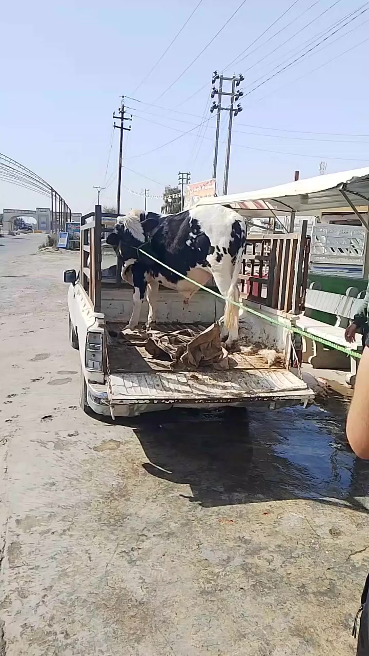 اللهم صلي على محمد وال محمد
من جزاره البيدر
ذبح عجول عراقي وقوزي فقط
وطلي عراقي فقط
الموقع المقداديه جسر مهروت مجاور مخبز الجوادين
يوجد خدمه توصيل داخل شهربان ***********
