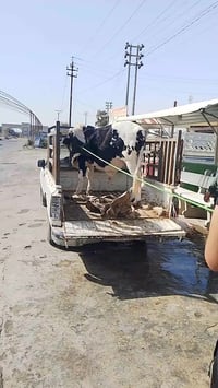 عجول عراقي • قوزي • توصيل شهربان