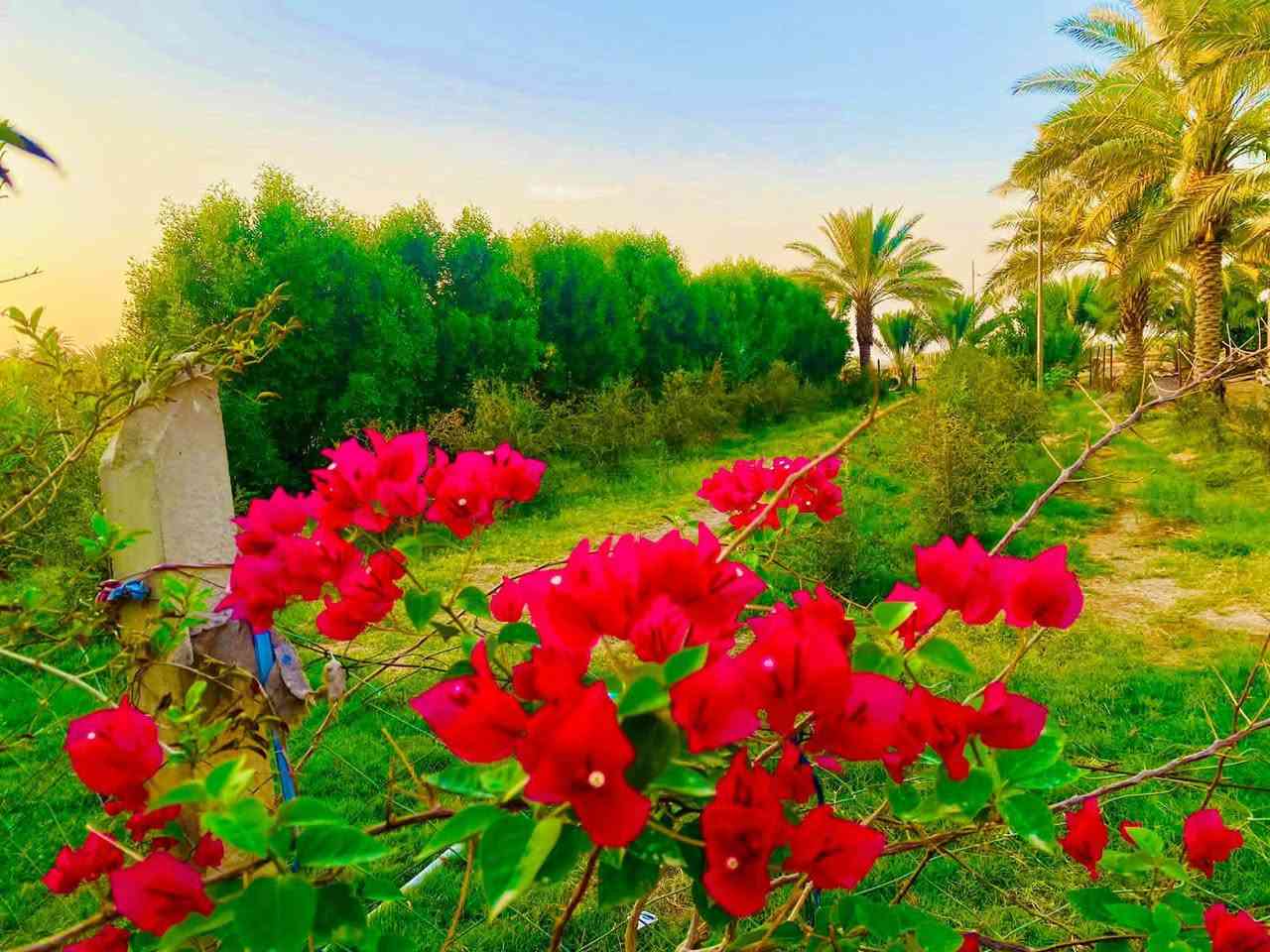 اخوان بيع مستعجل 
مزرعة للبيع 11 دوانم مع 3 دور سكنية جاهزة للسكن طابو زراعي سند 25 باسم شخص واحد فقط راقية جدا بناءحديث توجد فيها كافة الخدمات ومختلف الأشجار ونخيل والحمضيات مع بحيرة اسماك والحمضيات مع حقل عجول 
#العنوان  بابل مقابل شركة رنا نزلة خفاجة  شارع الرفيعات 
#وتوجد لدينا عدة دوانم ومزارع وعروض ومقاطعات ودور سكنية  عليكم متابعة الصفحة لطفا أو الاتصال بنا ويظهر لكم كل ما هو جديد لدينا مع فائق التقدير
***********
