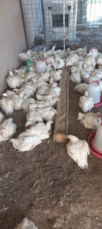 فروج ابيض • ٢-٣ كجم • الخضرانيه