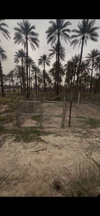 الفحامه • ٩٠م • سند ملك