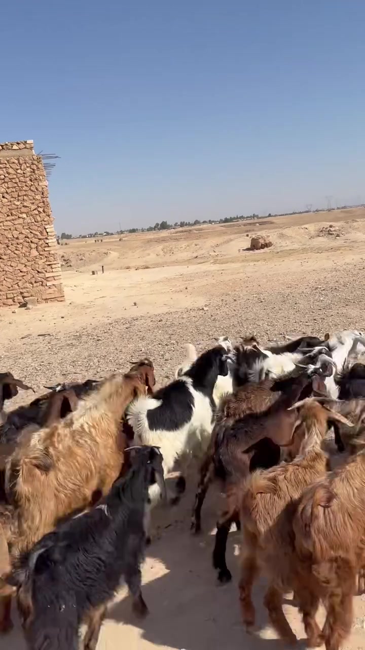 23 جدي مال ربط شرط نصاح سعر زوج 335اي استفسار اتصل علا رقم ***********مكانه حديثه
