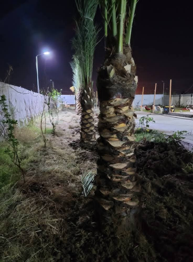 سلام عليكم يتوفر نخيل كافه القياسات وجميع لاصناف ولتوصيل لجميع لمحافضات خبره تحت اشراف مهندسين  الراغب بلشراء ***********
