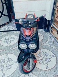 سكنس جبلي • ياباني • مكفول