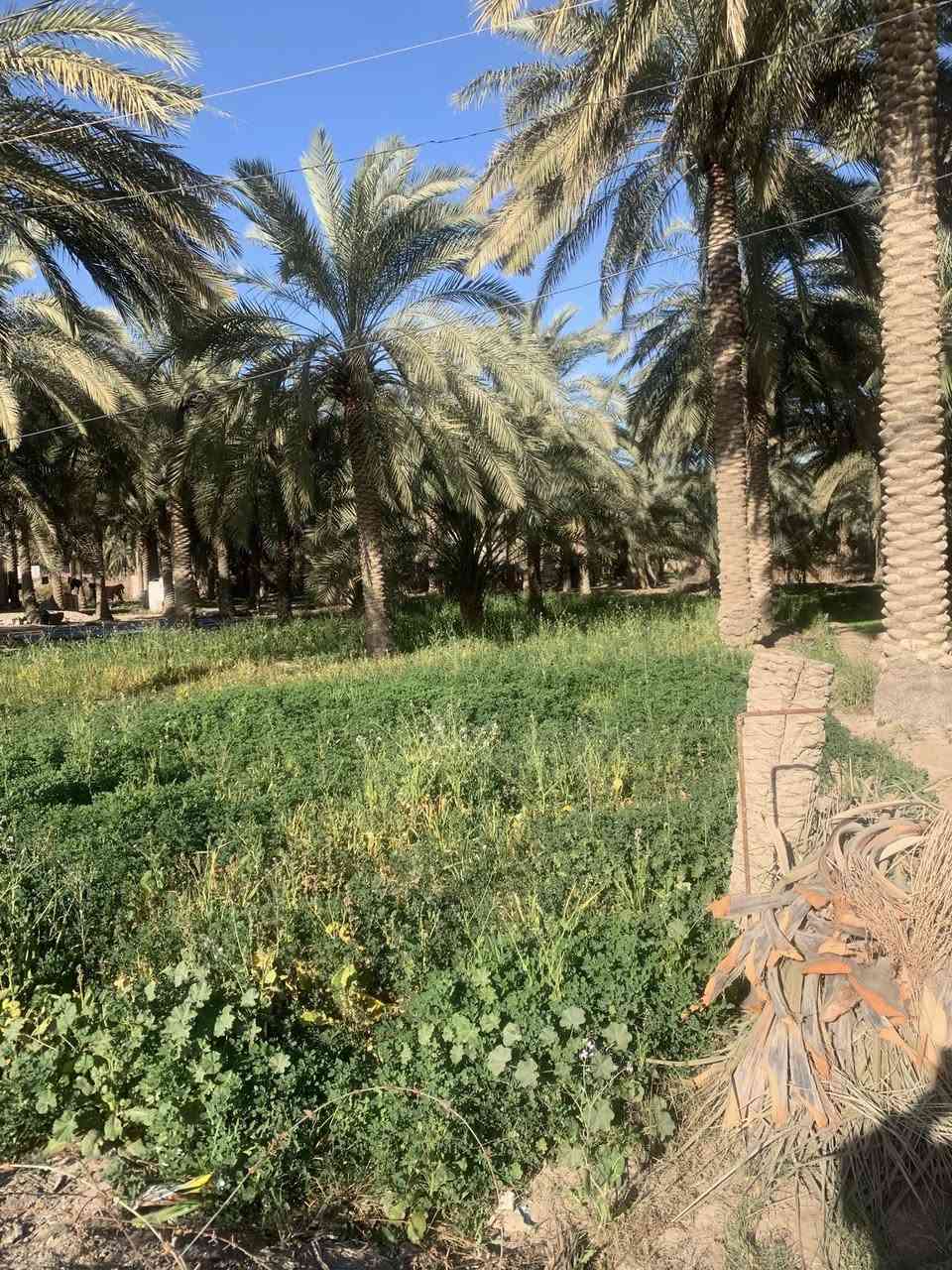 السلام عليكم يوجد قطعه ارض اكثر من نصف دونم واجهيه 18متر ونزالها 74على شارع جماليه قرب مجمع الرحمان السياحي سعر 220مليون وبيها مجال ***********
