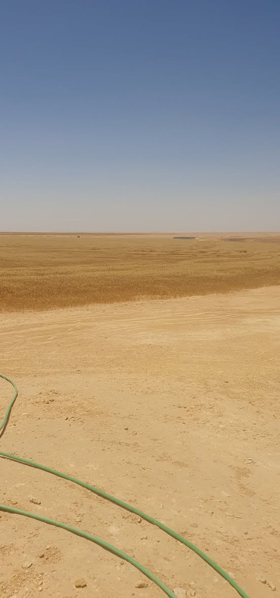 مرشات عدد ١٠ للضمان جلة وتبن ،النجف بعد الحشد ب ٢٠ كم ،للاستفسار *********** اتصال واتساب فقط
