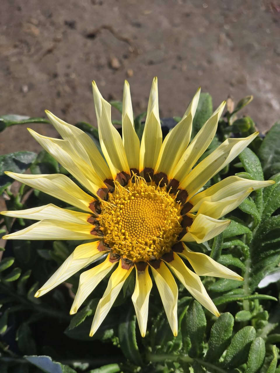 وصلتنا وجبة جديدة ومميزة من الأزهار الموسمية التي ستغير شكل حديقتكم . ألوان تخطف الأنظار بانتظاركم.
سعر الشتلة ٧٥٠ دينار  _ ١٠ شتلات ٥،٠٠٠ دينار 
​📍 الموقع:  https://maps.app.goo.gl/g8qhCH5S2C32PmRk6?g_st=afm
​🌿 جودة عالية وأسعار مناسبة
​🚗 تتوفر خدمة التوصيل (لكل محافظات العراق )
***********
***********
