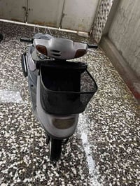 منغولي • شغاله • شاصي مكفول