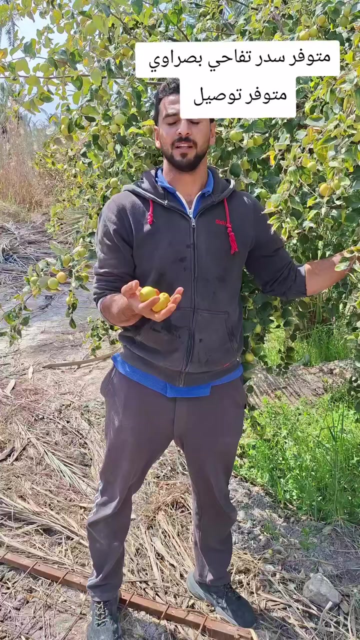 متوفر امايات سدر تفاحي بصراوي 
بصره قضاء المدينه 
متوفر توصيل ان شاءالله 
حساب الانستا مفتوح lymr1388 
 #مشتل_الرحمانيه #قضاء_المدينه #العراق_السعوديه_الاردن_الخليج #مشاهير_تيك_توك #هاشتاقات_تيك_توك_العرب


**إذا كنت صاحب هذا الإعلان وتريد حذفه لأي سبب، رجاءا أرسل رسالة إلى الدعم الفني**