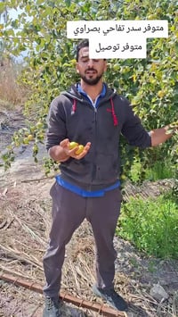 سدر تفاحي • بصرة قضاء المدينه • توصيل