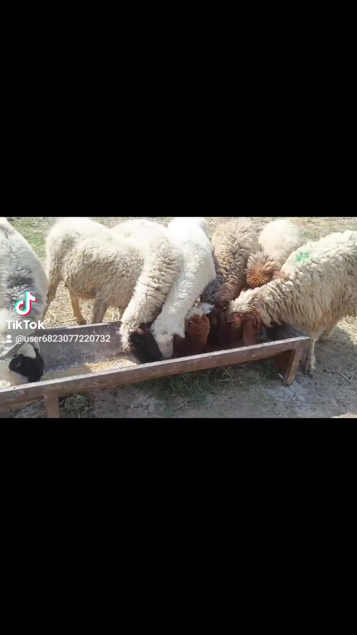 افلح من صلى على محمد وال محمد متاح غنم للبيع العدد 7 حلال نظيف مال ديره مكفول كفالة عامه سن وشطر حلال نظيف مال جني ماخذ الفحل هسه تويته واني يدور حلال نظيف مال ديره سعر زوج غفل بدون عملة 550 مكانها بغداد المشاهده قرب التاجي  توصيل ما عندي.  ///‏‪***********
