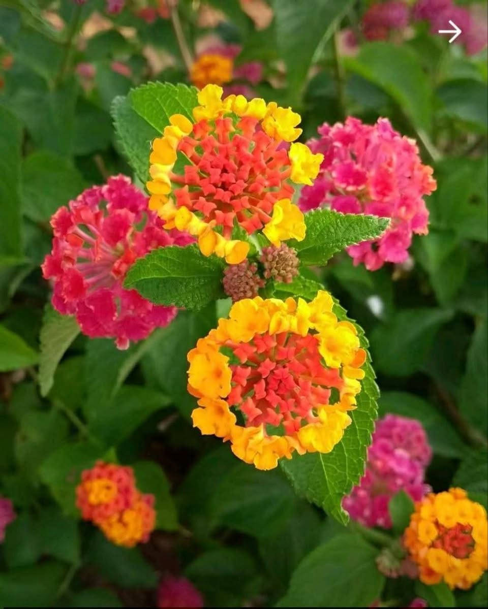 يوجد خدمة توصيل لجميع المحافظات العراق الحجز والستفسار مرسلتنا خاص


**إذا كنت صاحب هذا الإعلان وتريد حذفه لأي سبب، رجاءا أرسل رسالة إلى الدعم الفني**