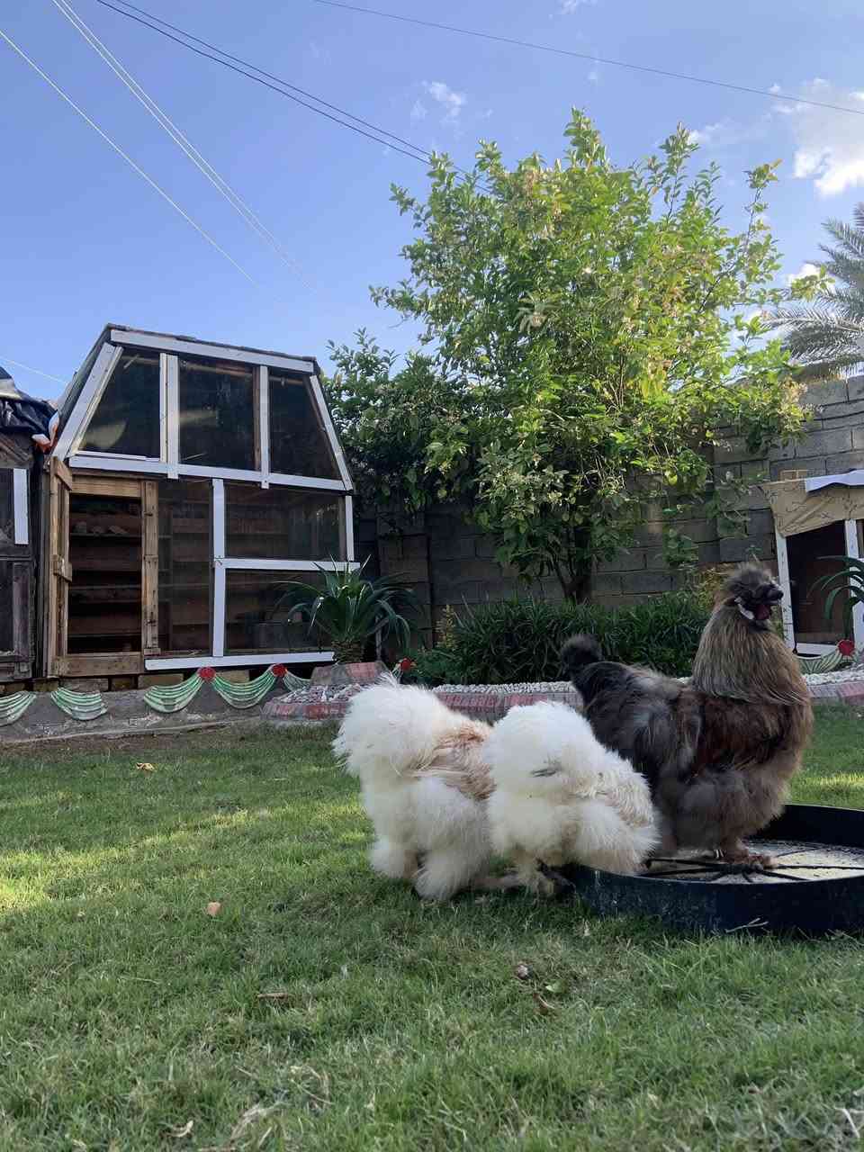 السلام عليكم
القفص للبيع 
الأرتفاع 2 متر
العرض متر و20
الطول الصافي 2 متر

📍مكاني الكرمة،الرشاد،قرب جامع الغفور
للأستفسار التواصل علئ الخاص 
او علئ الرقم 

0773 545 7154
