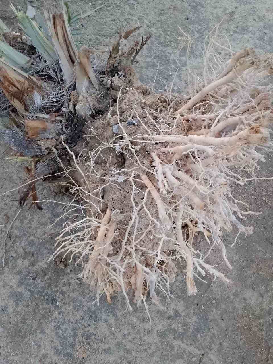 من سعر 15لحد ال50نخل البيع كلمن وسعره بصره زبير سيطره الفيحاء


**إذا كنت صاحب هذا الإعلان وتريد حذفه لأي سبب، رجاءا أرسل رسالة إلى الدعم الفني**