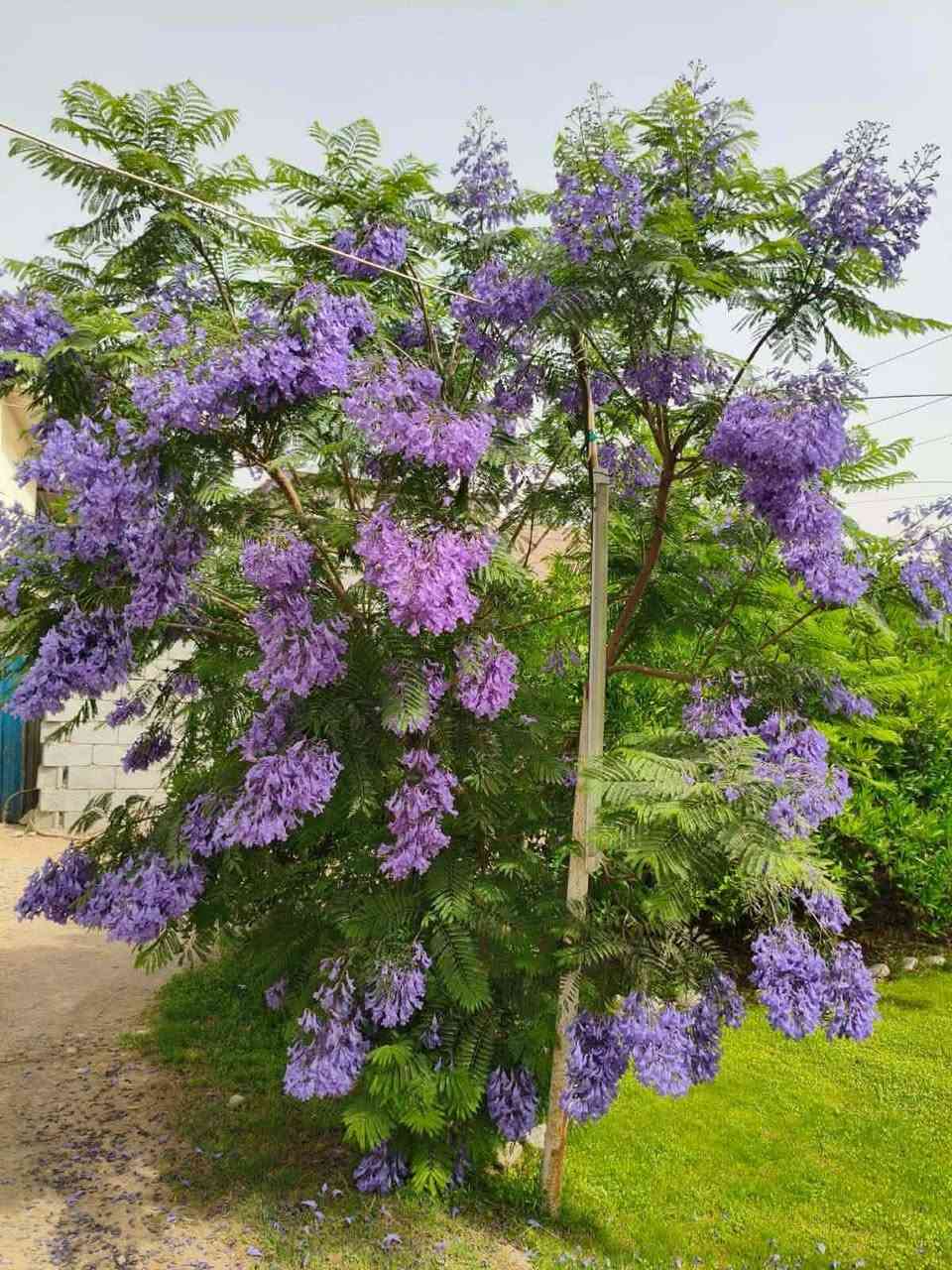 على بركة الله
وصول وجبه جديده من النباتات وسنادين 

والورد الدائميه والموسميه  
وباسعار مناسبه 

الموقع -  - مقابل مدرسه الاندلس قرب الشط


**إذا كنت صاحب هذا الإعلان وتريد حذفه لأي سبب، رجاءا أرسل رسالة إلى الدعم الفني**