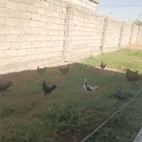 دجاج • سعر