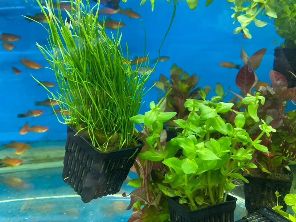 وصول نباتات طبيعية الى معرضنا 🐠🐠🐠🐠🐠🐠🐠
نبات كبير ٤ قطع ب ٥ الف
نبات صغير ٥ قطع ب ٥ الف
كركوك قادسيه سايد المرور القديم مجاور حلويات الحلواني


**إذا كنت صاحب هذا الإعلان وتريد حذفه لأي سبب، رجاءا أرسل رسالة إلى الدعم الفني**