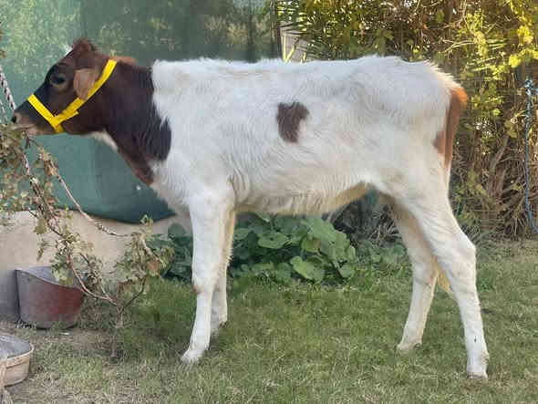 السلام عليكم حوليه هولنديه  شرط رقم واحد
السعر بلاش البلاش 750وبيها مجال
اچل وشرب شرط واچل فول فول
 المكان صلاح الدين الشرقاط الخضرانيه
***********
