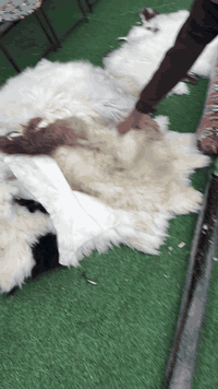 الحجز وتساب 07744222269