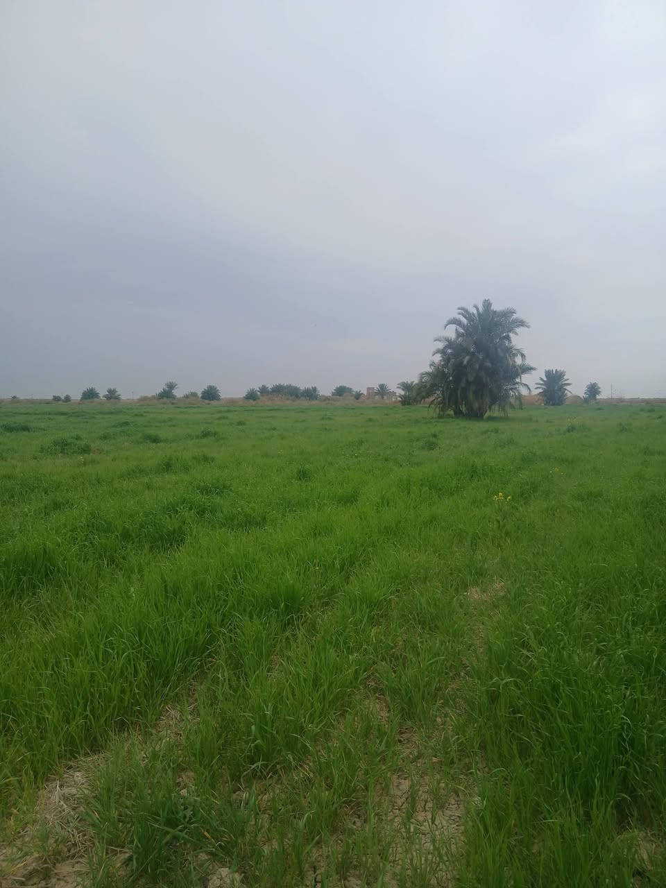 سلام عليكم شروه لبيع مكان رفاعي  27 دونم  ***********    🌾
