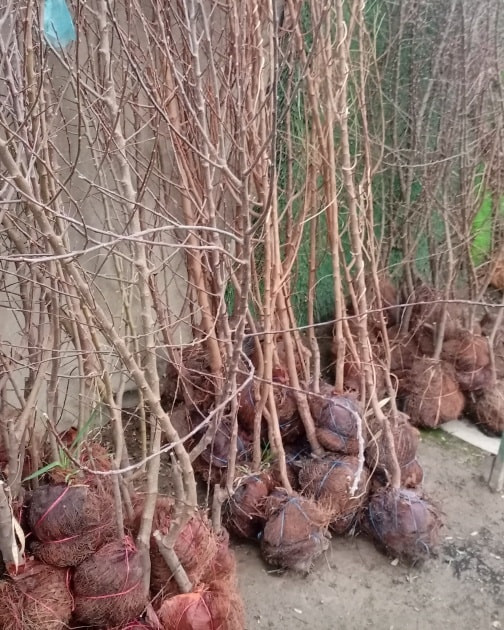 السلام عليكم متابعين مشتلنا الااعزاء
بفضل الله ...
متوفر من اشجار الفاكهة المطعمه والنفضيه اصناف ممتازه ومكفوله بأحجام كبيره مترين فما فوق 
عنب  حلواني 
عنب شده تركي
عنب اسود
عنب ديس العنز
تفاح ابراهيمي 
تفاح الكاغدي
تفاح الحمر
تكي كندي
تكي عراقي 
خوخ الكعكي
گوجه اصفر
مشمش اصفر
رمان عراقي 
تين بني مسلم 
عرموط صيفي
العنوان.
الديوانية// قضاء الدغارة // الحي العسكري
للحجز والاستفسار الاتصال على الرقم التالي
*********** انور الشباني
*********** إيهاب الشباني
