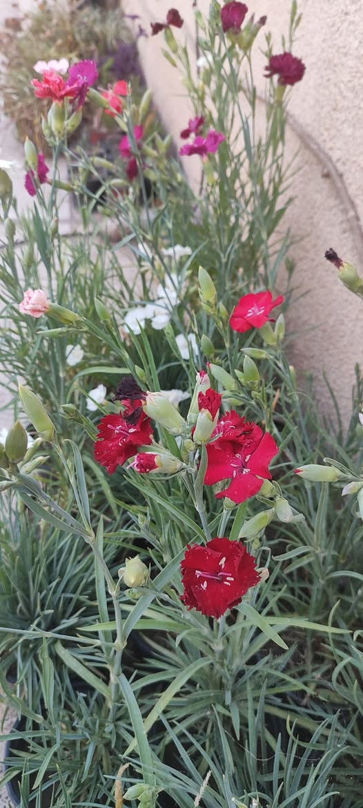 قرنفل طاقي دائمي
يزهر معظم السنة و يزداد التزهير في الربيع و يتوقف في شهري تموز و اب
في الصيف يوضع في شمس الصباح الباكر فقط
يفضل نقله لسندان اكبر 
سعر السندان ١٠٠٠ دينار
توصيل فقط لاغلب احياء الموصل 
للطلب يرجى مراسلة الصفحة


**إذا كنت صاحب هذا الإعلان وتريد حذفه لأي سبب، رجاءا أرسل رسالة إلى الدعم الفني**