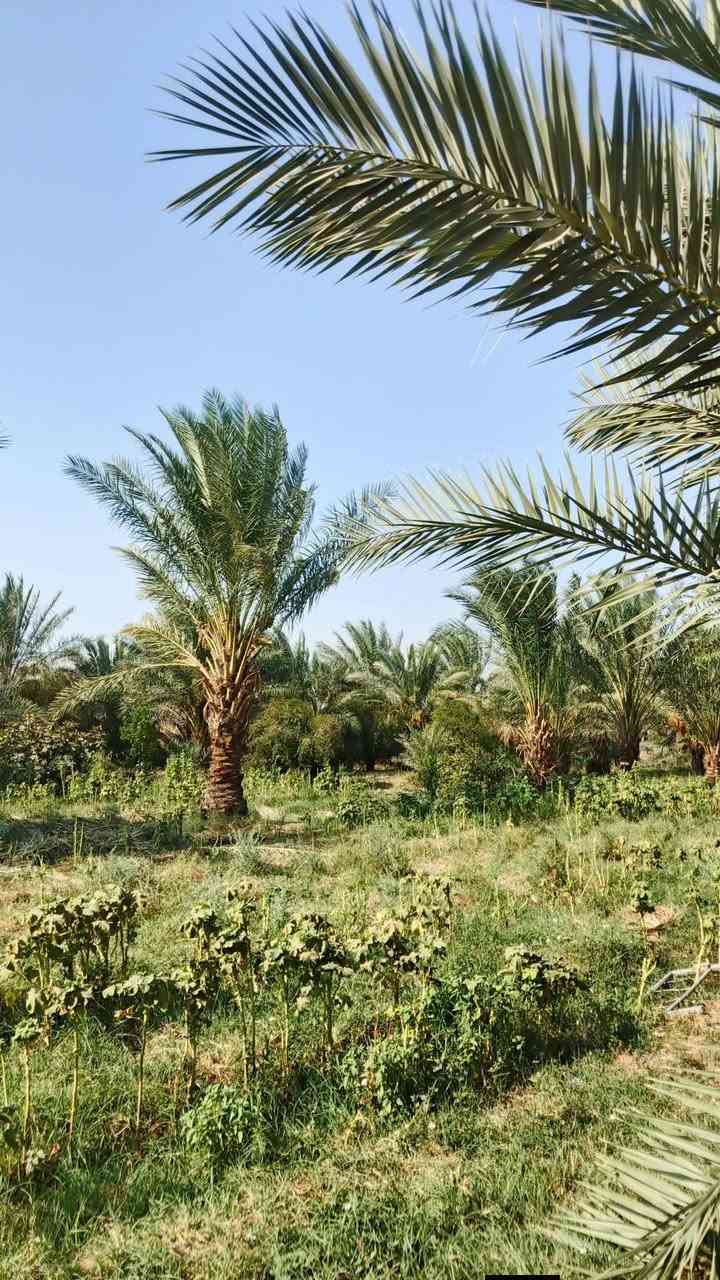 اعيد النشر سبب الوعود الكاذبه 
#الكوت #البسروكيه #طريق #ابو #الوفا 
سلام عليكم بيت للبيع طابوك خريطه حلوه ومرتبه بناءحديث مساحة البيت الكلي 220متر مع بستان 60نخله مثمره المساحه الكليه دونمين وربع 
البيت يتكون من. 
ثلاث غرف نوم 4×5
هول 4×11
مطبخ خارجي 
استقبال 4×6 داخليه
واستقبال خارجيه 4×9
مع حديقه 100متر 
الاستفسار يرجى الاتصال ***********
