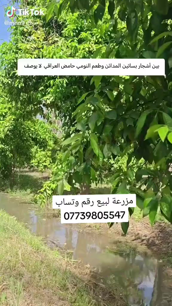 ارض زراعيه مساحتها ١٦٧ طابو زراعي سند ٢٥ الك الحق التصرف قضاء المدائن منطقة النج مجاورة وملاسقة الى شركة دواجن بيض المائدة  ٧ دونم شاطية متكونة من بيت  اضافة الى انواع النخيل من البرحي والبريم والشويثي والزهدي والخستاوي والسلطاني وارده السنوي لان تاجر  حوالي ٣٠٠ مليون  اضافة الى انواع الحمضيات من البرتقال والليمون واللانكي والنارج  كذلك فيها ٦٠ دونم مزورعة حنطة شعير واردها السنوي ١٢٥ مليون سعر الدونم ١٢٠ مليون قابل للتفاوض رقم وتساب لمعرفة التفاصيل ***********
